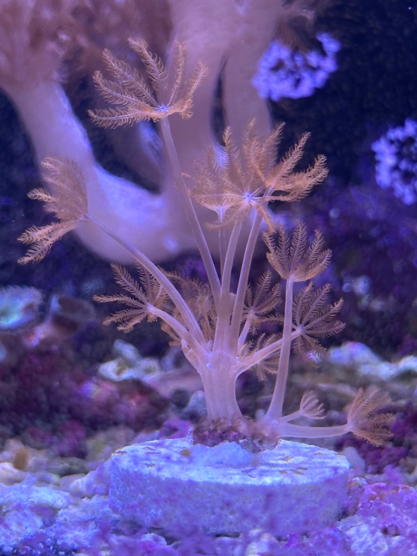 Ruby Red Pulsing Xenia