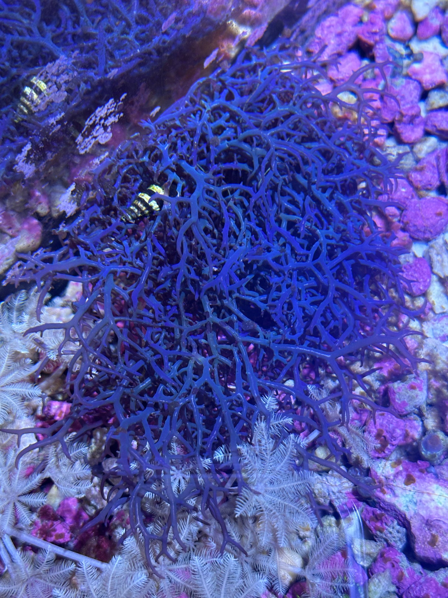 Blue Octhodes