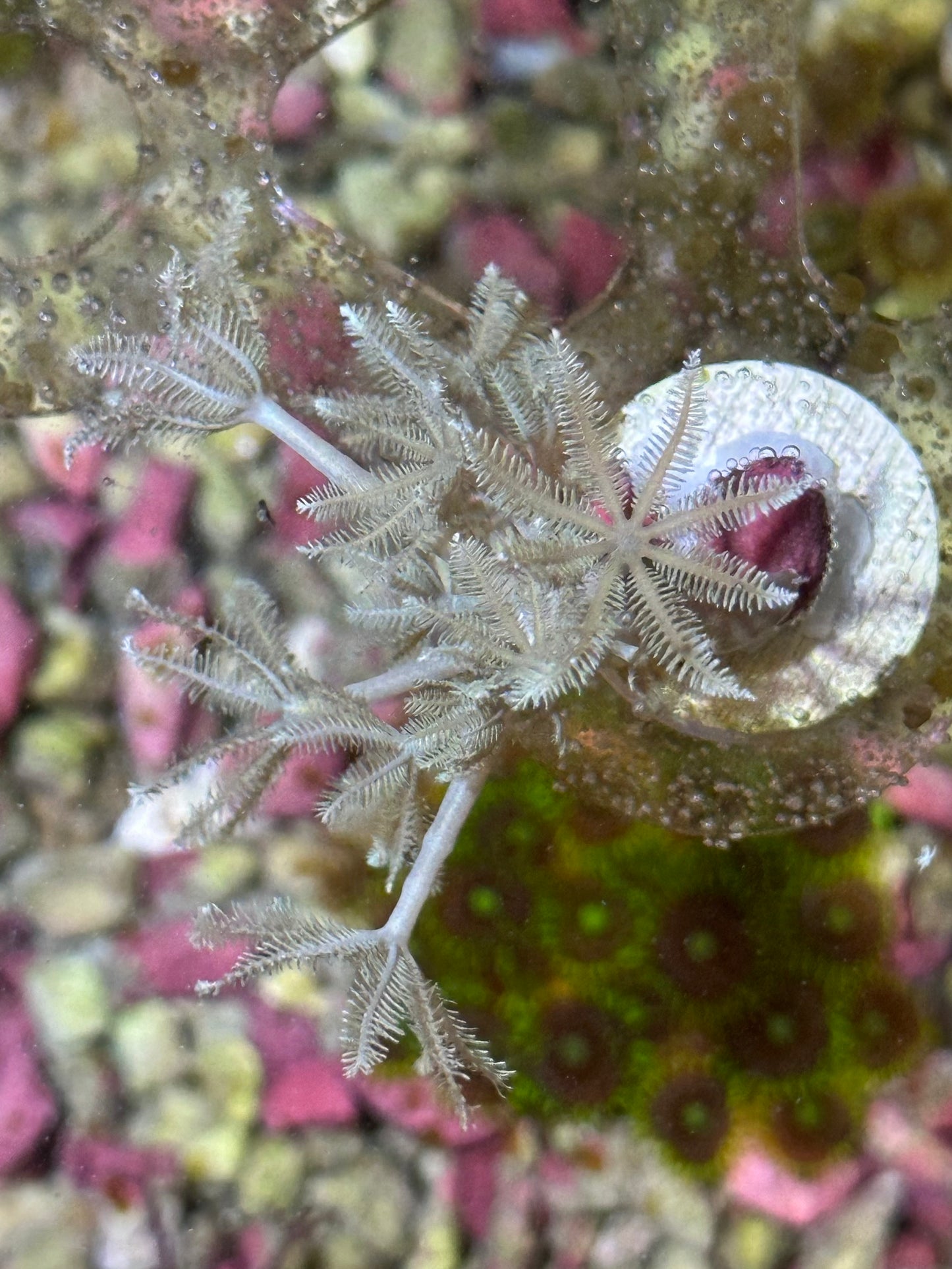 Pulsing Xenia