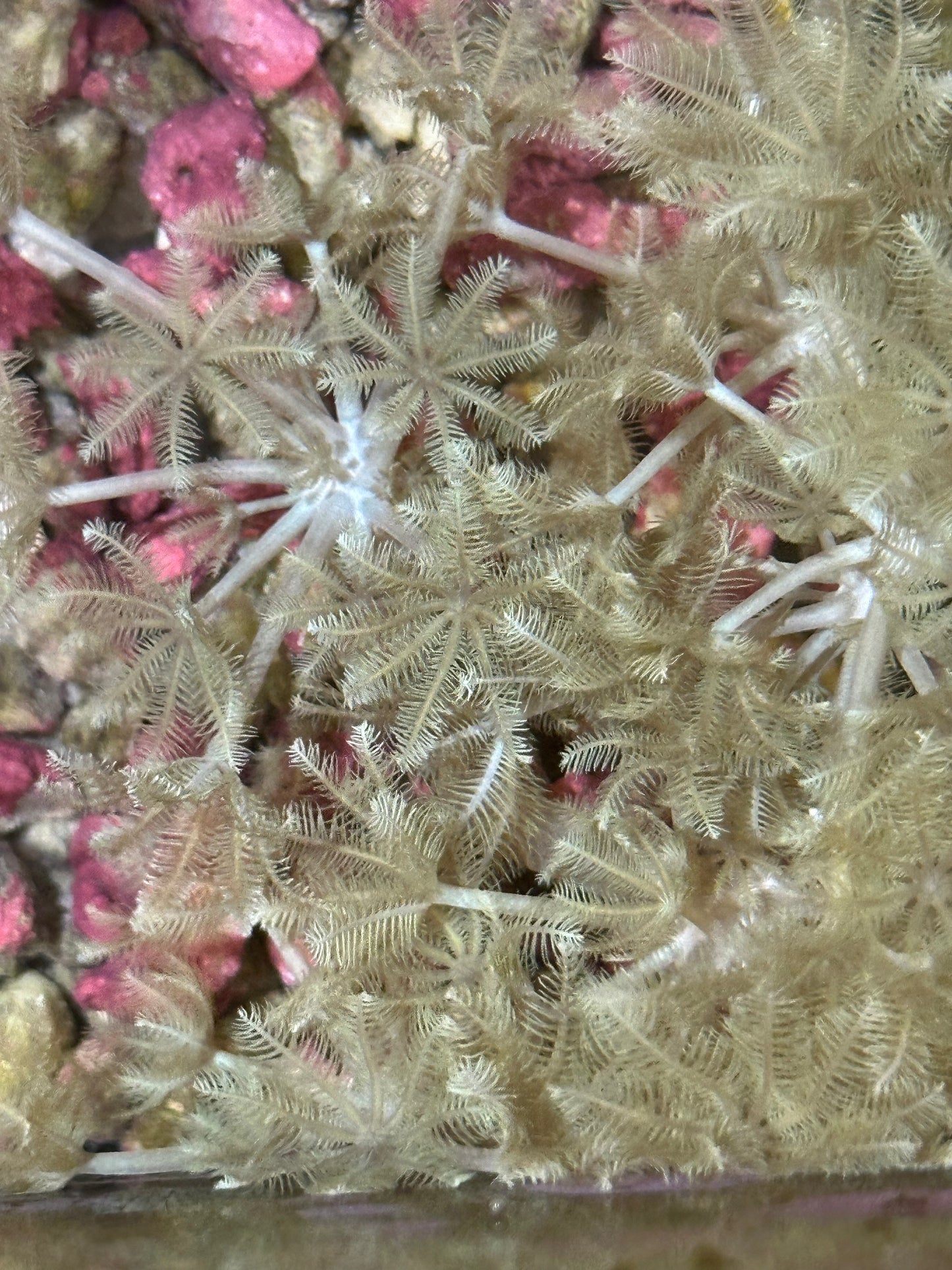 Pulsing Xenia