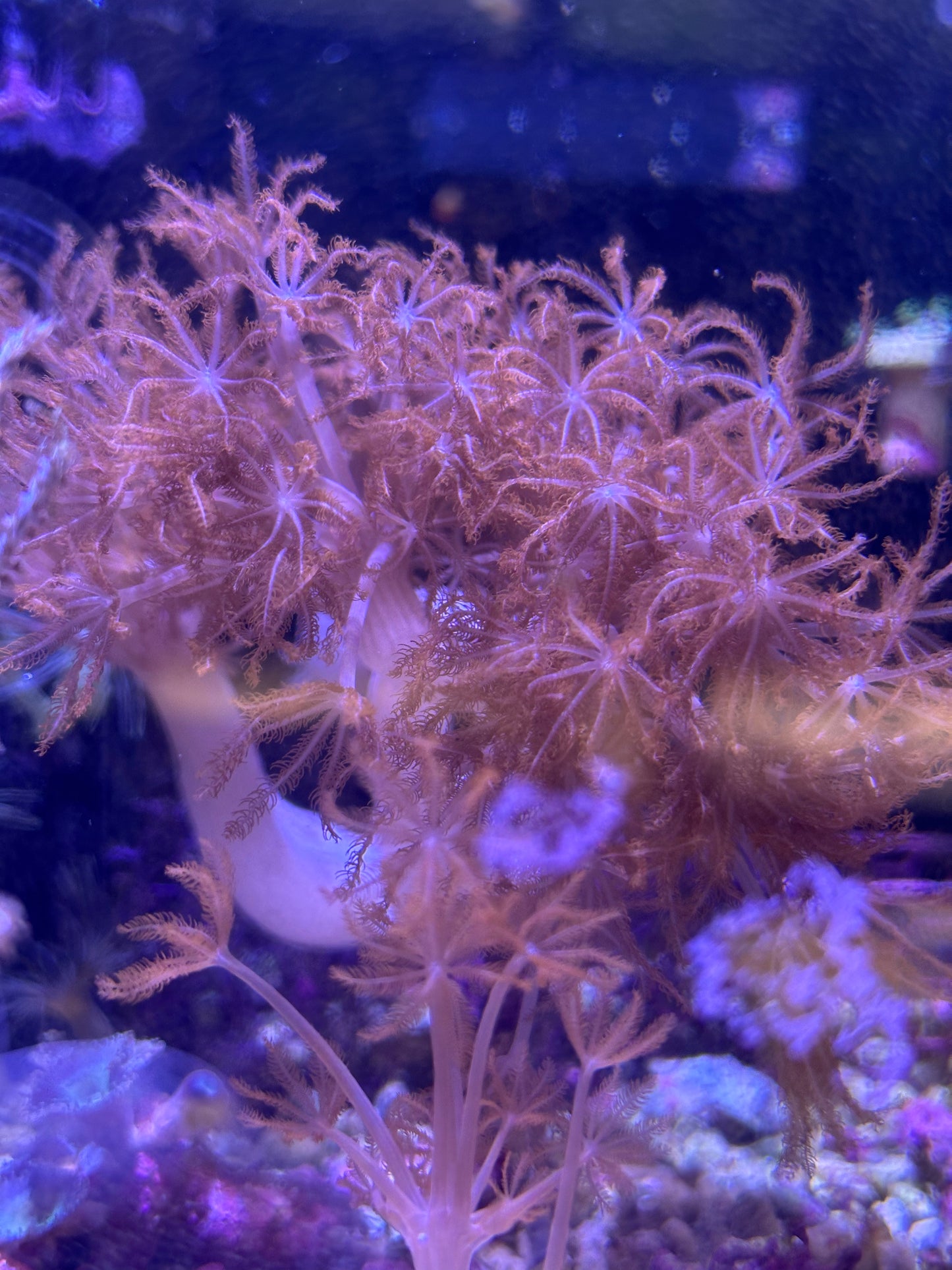 Ruby Red Pulsing Xenia