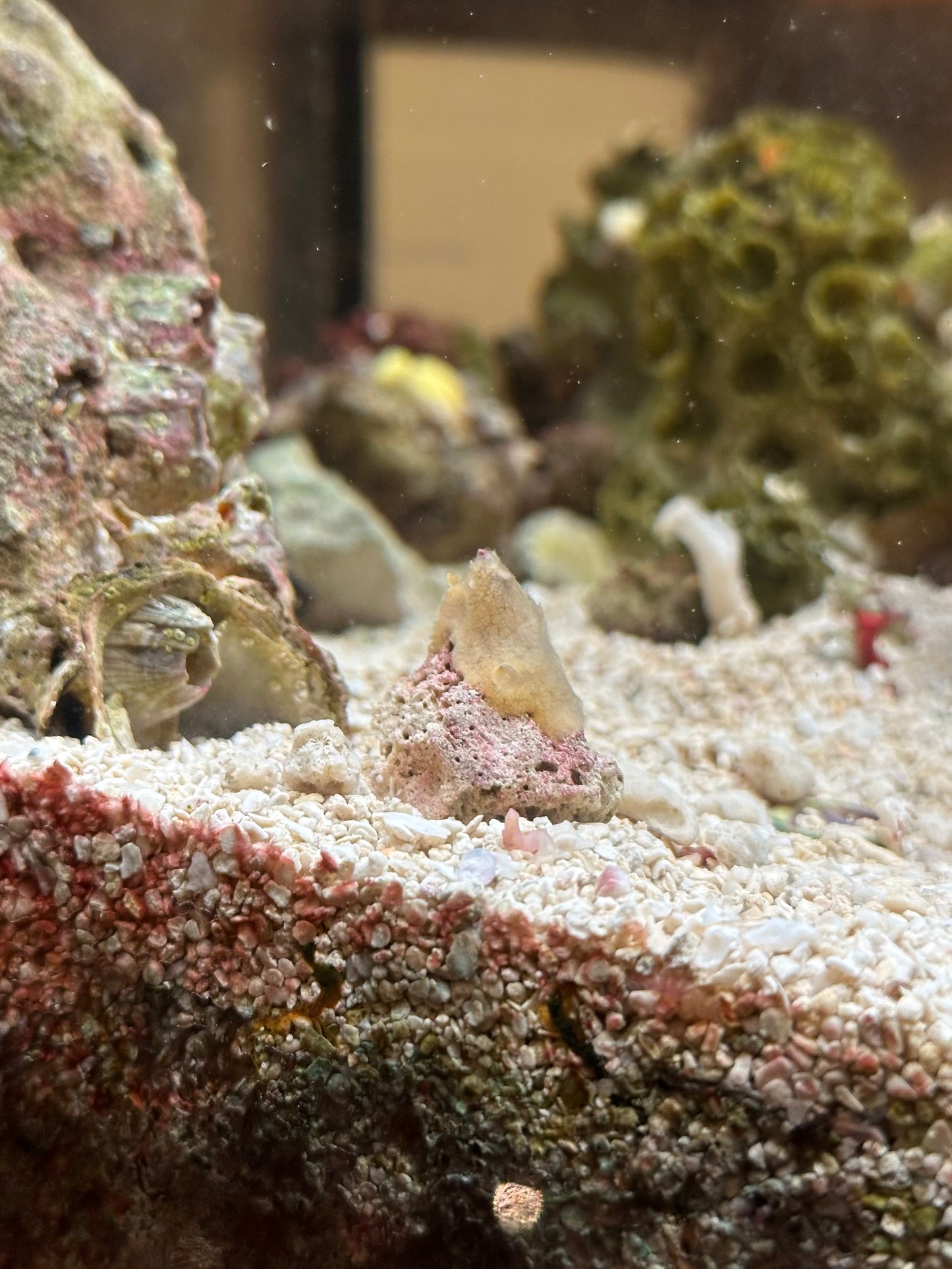 Cream Colored Encrusting Sponge