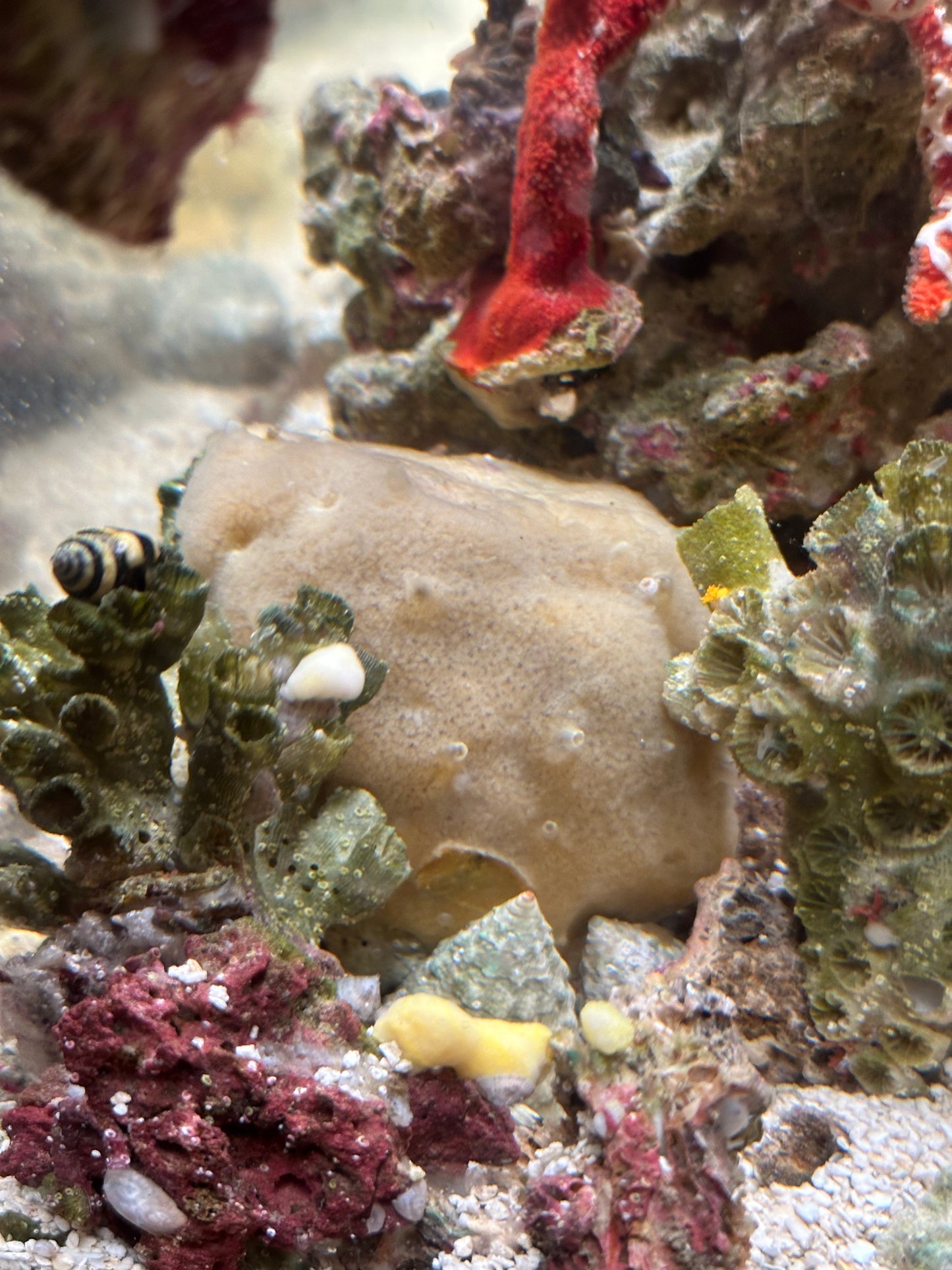 Cream Colored Encrusting Sponge