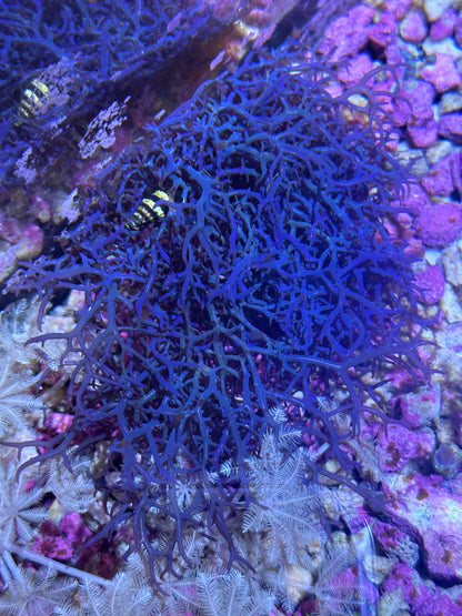 Blue Octhodes