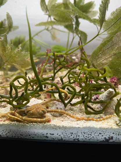 Codium Attached To Live Rock