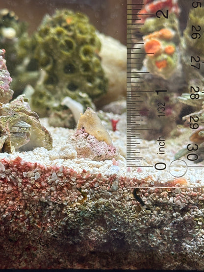 Cream Colored Encrusting Sponge