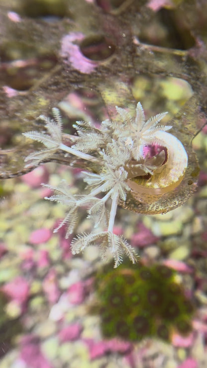 Pulsing Xenia