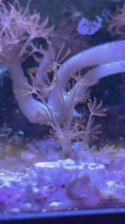 Ruby Red Pulsing Xenia